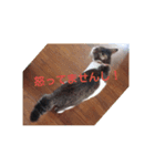 bootarousan（個別スタンプ：8）