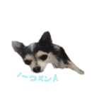 うちの愛犬モコです！！（個別スタンプ：12）