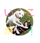 柴犬らんりん（個別スタンプ：7）