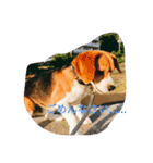 Beagle dogs Dumbo（個別スタンプ：2）