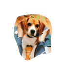 Beagle dogs Dumbo（個別スタンプ：4）