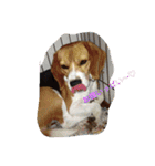 Beagle dogs Dumbo（個別スタンプ：8）