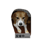 Beagle dogs Dumbo（個別スタンプ：9）