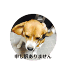 Beagle dogs Dumbo（個別スタンプ：10）