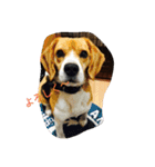 Beagle dogs Dumbo（個別スタンプ：11）