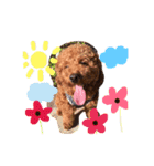 dog daily（個別スタンプ：1）