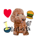 dog daily（個別スタンプ：6）