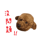 dog daily（個別スタンプ：11）