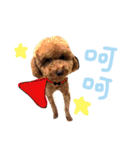 dog daily（個別スタンプ：13）