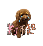 dog daily（個別スタンプ：14）