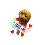 dog daily（個別スタンプ：16）