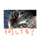 ***猫***（個別スタンプ：4）