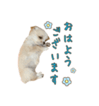 チワワのラテ可愛すぎない大人使える日常2（個別スタンプ：2）