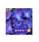 紫陽花と日常の挨拶（個別スタンプ：5）