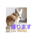 コーギー犬スモモの日常 2（個別スタンプ：1）