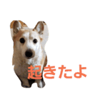 コーギー犬スモモの日常 2（個別スタンプ：3）