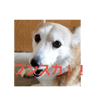 コーギー犬スモモの日常 2（個別スタンプ：6）