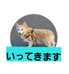 コーギー犬スモモの日常 2（個別スタンプ：30）