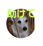 コーギー犬スモモの日常 2（個別スタンプ：34）