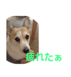 コーギー犬スモモの日常 2（個別スタンプ：35）