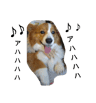 the welsh corgi youcan'twork5（個別スタンプ：1）