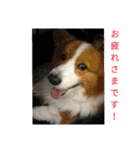 the welsh corgi youcan'twork5（個別スタンプ：2）