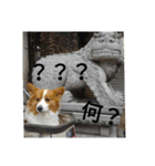 the welsh corgi youcan'twork5（個別スタンプ：3）