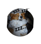 the welsh corgi youcan'twork5（個別スタンプ：4）