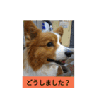 the welsh corgi youcan'twork5（個別スタンプ：5）