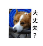 the welsh corgi youcan'twork5（個別スタンプ：6）