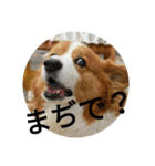 the welsh corgi youcan'twork5（個別スタンプ：7）