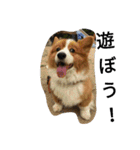 the welsh corgi youcan'twork5（個別スタンプ：8）