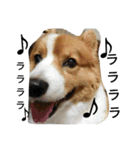 the welsh corgi youcan'twork5（個別スタンプ：9）