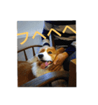 the welsh corgi youcan'twork5（個別スタンプ：11）