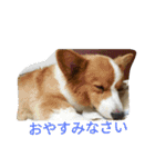 the welsh corgi youcan'twork5（個別スタンプ：12）