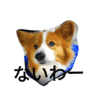 the welsh corgi youcan'twork5（個別スタンプ：13）