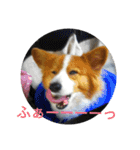 the welsh corgi youcan'twork5（個別スタンプ：14）