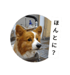 the welsh corgi youcan'twork5（個別スタンプ：15）