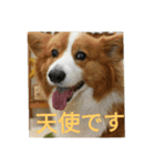 the welsh corgi youcan'twork5（個別スタンプ：17）