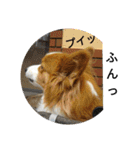 the welsh corgi youcan'twork5（個別スタンプ：19）