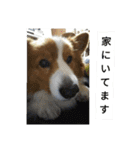 the welsh corgi youcan'twork5（個別スタンプ：20）