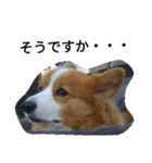 the welsh corgi youcan'twork5（個別スタンプ：21）