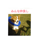 the welsh corgi youcan'twork5（個別スタンプ：22）