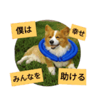 the welsh corgi youcan'twork5（個別スタンプ：23）