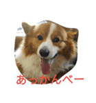 the welsh corgi youcan'twork5（個別スタンプ：24）