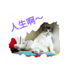 ZIH ZIH home~Meow stars daily（個別スタンプ：2）