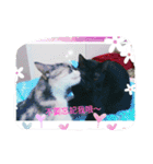 ZIH ZIH home~Meow stars daily（個別スタンプ：5）