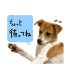 子犬のはな2～いろいろ編～（個別スタンプ：11）