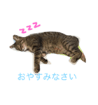 猫...（個別スタンプ：1）