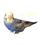 かわいすぎる天使（インコ）（個別スタンプ：1）